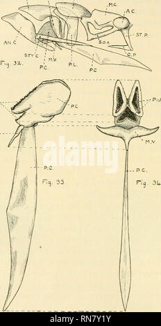 . Anatomischer Anzeiger. Anatomy, Comparative; Anatomy, Comparative. 148 111 A.D. ,A.L P.3t T --P.bV T External Characters. Most of the external features have already been briefly described the last section. Figure 31 illustrates the arrangement of the teeth in the suctorial funnel. It will be seen that the two dorsolateral maxil- lary teeth (3fx.Lam.) are rounded triangu- lar plates (shown only in outline) each bearing three curved cusps (black in the drawing), and that these two teeth, Avith the large semicircu- lar mandibular tooth (Mti.Lam.) bearing 9 cusps) and two pairs of small lateral  Stock Photo