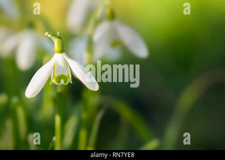 Wild snowdrop close up at eye level. Natural spring flowers with copy space. Stock Photo