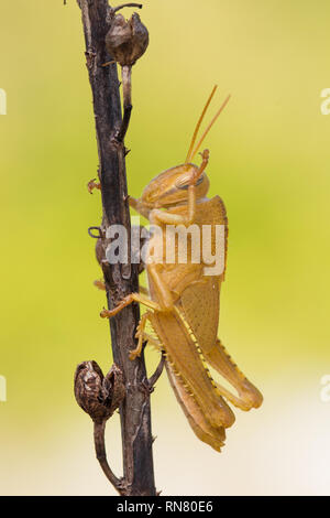 Orange nymph of Egyptian Locust Anacridium aegyptium in Croatia Stock Photo