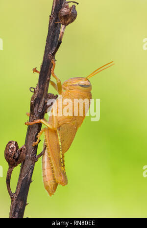 Orange nymph of Egyptian Locust Anacridium aegyptium in Croatia Stock Photo