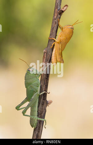 Green a orange nymphs of Egyptian Locust Anacridium aegyptium in Croatia Stock Photo