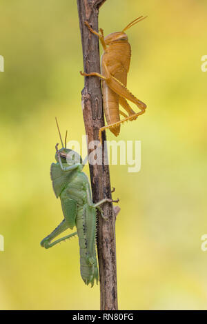 Green a orange nymphs of Egyptian Locust Anacridium aegyptium in Croatia Stock Photo