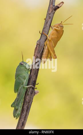 Green a orange nymphs of Egyptian Locust Anacridium aegyptium in Croatia Stock Photo