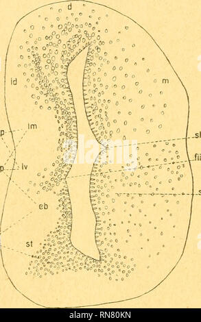 . Anatomischer Anzeiger. Anatomy, Comparative; Anatomy, Comparative. 148 Zona lirnitans lateralis zwischen Pars dorso-lateralis und ventro-late- ralis entspricht (Abb. 2). Ventral der Zona lirnitans liegt dem Ependyra ein Zellstreifen an, der sich ähnlich wie das Epistriatum der Urodelen verhält, aber von geringerer Höhe ist. Dieser Streifen geht in den Nucleus basalis (Palaeostriatum) über. Es ist C. J. Herricks Nucleus amygdalae. Die Zona lirnitans lateralis entspricht in der Hauptsache den marklosen Fasern des Tractus olfactorius ventro-lateralis, die den untersten Teil der Area lateralis v Stock Photo