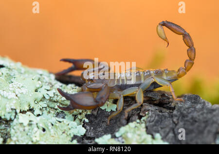 Small harmless Scorpion Euscorpius sp. in Croatia Stock Photo
