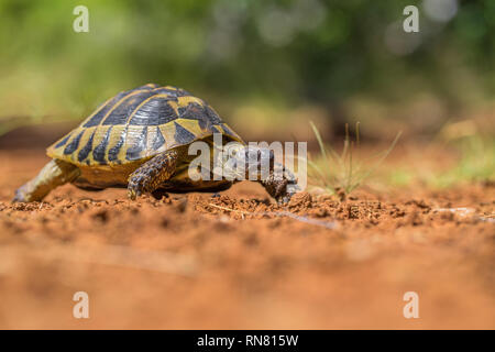 Hermann's Tortoise Testudo hermanni in Paklenica Croatia Stock Photo