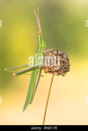 Green grasshopper Acrida ungarica in Paklenica Croatia Stock Photo