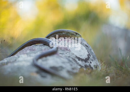 European legless lizard Pseudopus apodus in Paklenica Croatia Stock Photo