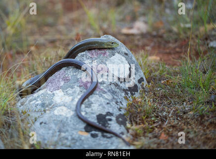 European legless lizard Pseudopus apodus in Paklenica Croatia Stock Photo