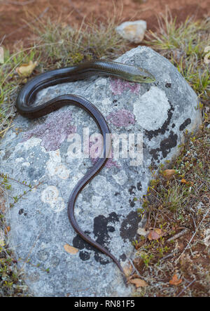 European legless lizard Pseudopus apodus in Paklenica Croatia Stock Photo