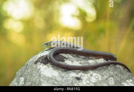 European legless lizard Pseudopus apodus in Paklenica Croatia Stock Photo