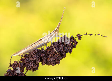 Brown grasshopper Acrida ungarica in Paklenica Croatia Stock Photo