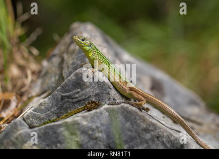 The European Green lizard Lacerta viridis in Croatia Stock Photo