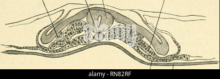 . Anatomischer Anzeiger. Anatomy, Comparative; Anatomy, Comparative. 503 From a comparison of embryos about this stage the following general characteristics are observable : (1) The pronephric duct does not extend posteriorly into the region where somatic and splanchnic layers of the nephrotome are not yet differentiated. Moreover, the duct invariably keeps ahead of the progress of segmentation backwards. an. pr. d. ntcd. sp. cd. som. I. p.. spl. I. p. end. Fig. IV. Transverse section of a Chryserays embryo with 11 protovertebrae. On the left side of the figure segment XII, right side, middle  Stock Photo