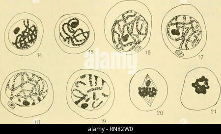 . Anatomischer Anzeiger. Anatomy, Comparative; Anatomy, Comparative. 517 chromosomes are handled during the later maturation processes it is impossible definitely to determine. The large number and small size of the chromosomes, and their tangled compact condition during the maturation mitoses (figs. 20 to 22), renders satisfactory detailed observation impossible. It may be definitely said, however, that there appears no evidence of a special chromosome among the mass. In no case was a chromosome distinctly marked by unusual size or by premature passage to the pole. Fig. 20 represents the sole Stock Photo