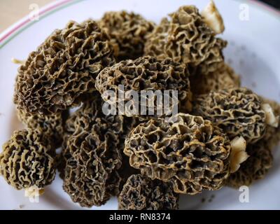 Fresh Morel mushrooms, Morchella esculenta, highly prized by chefs and food enthusiasts around the world for their wonderful nutty taste. Stock Photo