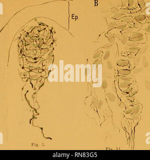 . Anatomischer Anzeiger. Anatomy, Comparative; Anatomy, Comparative. Anatomücher Aiucij/er Bd. 43. Hulanicka, Tenninaisons nerveuse«. I r Iffö. Fig. U. Ep.. Please note that these images are extracted from scanned page images that may have been digitally enhanced for readability - coloration and appearance of these illustrations may not perfectly resemble the original work.. Anatomische Gesellschaft. Jena : G. Fischer Stock Photo