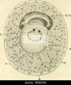 . Anatomischer Anzeiger. Anatomy, Comparative; Anatomy, Comparative. 302 mose); er besitzt eine radiäre innere Struktur, in deren Maschen das Hämo- globin frei befindlich erscheint und auf der etwaige polychroraatische Sub- stanzen aufgereiht sind; eine kompliziert gebaute ektoplasma- tische Außenschicht (vielleicht auch Mem- bran) bildet die Be- grenzung. In jugendlichen Stadien ist anschei- nend ein modifizierter Kern, der „Plättchen- kern&quot;, vorhanden, über dessen Dauer und Schicksal bei un- gestörtem Untergang des Erythrocyten vorläufig ein Urteil nicht möglich ist. Die Gestalt des Ery Stock Photo
