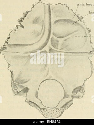 . Anatomischer Anzeiger. Anatomy, Comparative; Anatomy, Comparative. 577 The fulness of the left occipital pole seems to be the reason for the dextral bending of the superior longitudinal sinus, the flattening of the right pole allowing more room for the bigger sinus on that side. That this is really the case is shown by the fact that in those cases (? perhaps left handed individuals) in which the right area striata spreads on to the caudal surface to a greater extent than it does on the left side, the right occipital pole and the right occipital crista lunata. fossa cort. striatae crista calc Stock Photo