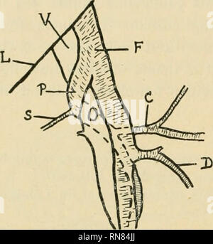 . Anatomischer Anzeiger. Anatomy, Comparative; Anatomy, Comparative. 270 mediodistally and crossed the anterior surface of the femoral vein jnst above the point of entry of the great saphenous vein. On reaching the medial border of the vein, the profunda femoris artery turned laterally and crossed posterior to it. Subsequently it gained the posterior surface of the femoral artery from which it was separated by the profunda femoris vein. The rest of its course was normal. Tracing from a photograph to show the course of the arteria profunda fe- moris. C, ascending and transverse bran- ches of a. Stock Photo