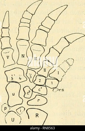 . Anatomischer Anzeiger. Anatomy, Comparative; Anatomy, Comparative. 231 type hy the addition of extra phalanges in the three middle toes and such an addition can hardly have come about except by a sudden jump from 2 to 3, 3 to 4, and 4 to 5. In the present paper I wish to discuss rather how the formula, 2. 3, 4, 5, 3, become reduced to 2, 3, 3, 3, 3, when the feet instead of being placed by the sides of the body came to be placed underneath. Such a reduction has taken place with the shorteiiing of the toes in the Chelonia and an exactly similar reduction has taken place in the an- cestors of  Stock Photo