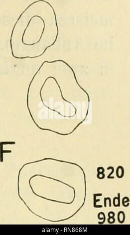 . Anatomischer Anzeiger. Anatomy, Comparative; Anatomy, Comparative. 740 Fig. 16. Einige Querschnitte aus einer dreigeteilten Trimere. Katze. Vergr. 65. Abgebildet ist der Basisschnitt bei [x 10, ferner die Schnitte bei fj, 270 (B), (j. 570 (C), }x 610 (D), [X 740 (E), jj. 820 (F); Ende der Serie bei ja 980. Diese Zotte scheint gegen die Spitze hin etwas aufgequollen zu sein.. Please note that these images are extracted from scanned page images that may have been digitally enhanced for readability - coloration and appearance of these illustrations may not perfectly resemble the original work.. Stock Photo