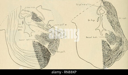 . Anatomischer Anzeiger. Anatomy, Comparative; Anatomy, Comparative. 240 in Chimaera must be regarded as two parts of the tractus pallii. That one of the bundles should reach far forward and bend down a- round the rostral end of the brain is to be explained by the pulling. Fig. 22. Fig. 23.. Please note that these images are extracted from scanned page images that may have been digitally enhanced for readability - coloration and appearance of these illustrations may not perfectly resemble the original work.. Anatomische Gesellschaft. Jena : G. Fischer Stock Photo