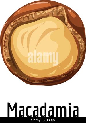Macadamia icon. Cartoon of macadamia vector icon for web design isolated on white background Stock Vector