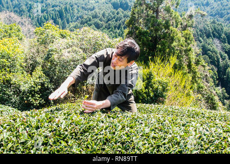 Tea tour Japan Stock Photo