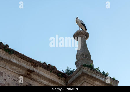 Storks perched on the roofs of a church in Medellin Stock Photo