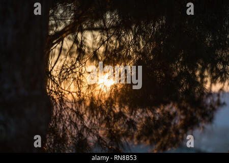The last sunlight at sunset seen through the spiny leaves of a pine tree in Medellin Stock Photo