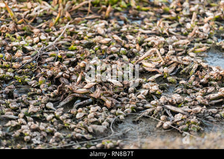 Dead remains of common water hyacinth, camalote, in the Guadiana river on its way through Medellin Stock Photo