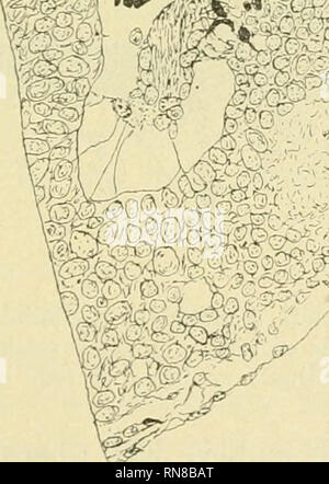 . Anatomischer Anzeiger. Anatomy, Comparative; Anatomy, Comparative. ? --Äv?''^^' Fig. 1. Embryo 121. Left half of brain through intracranial eye. ch chorioid. J) pigment layer of retina. R regenercted bi-ain wall, re layer of rods and cones. X 270. around so that its ventricular attachment was directed outwards. The optic vesicle was held in position by gentle pressure with the side of a small lance until the ectoderm had covered the margins of the wound.. Please note that these images are extracted from scanned page images that may have been digitally enhanced for readability - coloration an Stock Photo