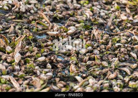 Dead remains of common water hyacinth, camalote, in the Guadiana river on its way through Medellin Stock Photo