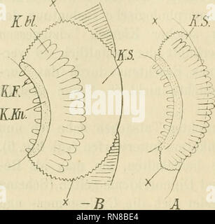 . Anatomischer Anzeiger. Anatomy, Comparative; Anatomy, Comparative. 270 die dem dorsalen Ende des Kiemenbogens benachbarte Partie des In- tegumentes mitgezogen, und es weist daher die Bedeckung des Kiemen- körpers an dessen dorsaler Seite den Bau der Körperdecke auf. — Lassen wir schließlich die Kiemenfransen sich bis auf die Spitzenkieme völlig rückbilden, bezw. in ihrer ontogenetischen Ausbildung dauernd. Please note that these images are extracted from scanned page images that may have been digitally enhanced for readability - coloration and appearance of these illustrations may not perfec Stock Photo