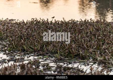 Dead remains of common water hyacinth, camalote, in the Guadiana river on its way through Medellin Stock Photo