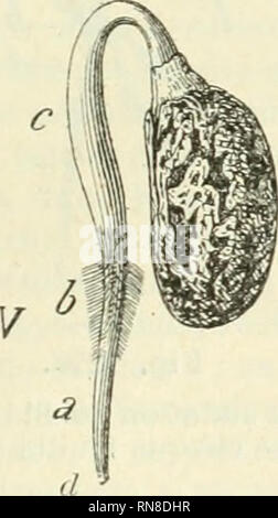 . Anatomie et physiologie végétales à l'usage des étudiants en sciences naturelles des universités, des élèves à l'Institut agronomique, des écoles d'agriculture, etc. Plant anatomy; Plant physiology. . Please note that these images are extracted from scanned page images that may have been digitally enhanced for readability - coloration and appearance of these illustrations may not perfectly resemble the original work.. Belzung, Ernest Ferdinand, 1859-. Paris F. Alcan Stock Photo