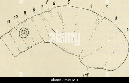 . Anatomischer Anzeiger. Anatomy, Comparative; Anatomy, Comparative. 359 Fig. 4 represents an embryo 36 days old, just before the neural segments disappear. The segments, both caudad and cephalad to the cerebellum, are covered by a thin, transparent, unsegmented roof. The latter develops gradually by a process that accompanies the lateral expansion of the neural tube. As soon as the neural canal, or cleft, appears (Fig. 2), the encephalon begins to widen dorsally and the neural segments in this manner are carried laterally and ventrally till they occupy the position represented in Fig. 4. It w Stock Photo