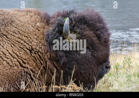 Portrait of a Bison laying down near Madison River in Yellowstone National Park Stock Photo