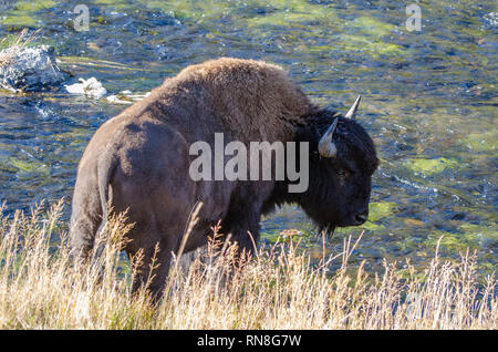 Bison drinking from the Firehole River in Yellowstone National Park Stock Photo