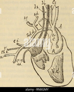 . Anatomischer Anzeiger. Anatomy, Comparative. 270 Der Brustkorbeingang (Aditus ad thoracem) war an der unteren Wandung beinahe breiter als an der oberen, und zwar dadurch, daß das Sternum statt eines Processus manubrium sich in zwei stumpfe Teile löste, ein jeder das untere Ende der betr. ersten Rippe auf- nehmend; die Scalenimuskeln sind vorhanden, doch schwach ent- wickelt; im Uebrigen ist der Thorax ganz normal beschaffen.. Fig. 1. Herz und Gefäße von der rechten Seite. V. d. Ventric. cord, dexter, aur. d. Auricula c. dext. tr. c. Truncus carotic. A. Aorta. C. c. Caro- tides communes. Sei. Stock Photo