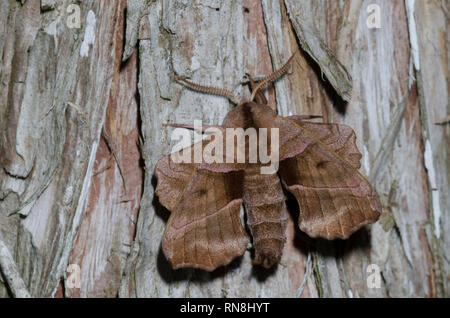 Walnut Sphinx, Amorpha juglandis, male Stock Photo