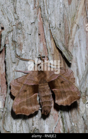 Walnut Sphinx, Amorpha juglandis, male Stock Photo