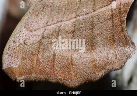 Walnut Sphinx, Amorpha juglandis, male wing detail Stock Photo