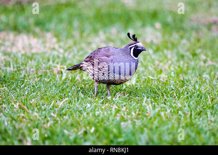 California quail - Callipepla californica male in the green grass in New Zealand. This bird originally lived in America, was introducated to Australia Stock Photo