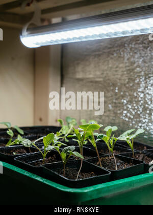 Bremer Scheerkohl and other brassica seedlings growing indoors under a grow light