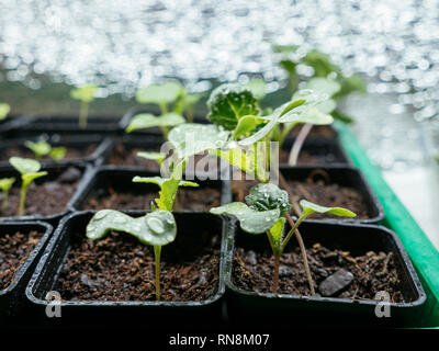 Bremer Scheerkohl seedlings growing indoors under a grow light