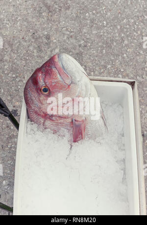 Red Snapper fish head looking up on bucket with crushed ice. Isolated. Stock Photo