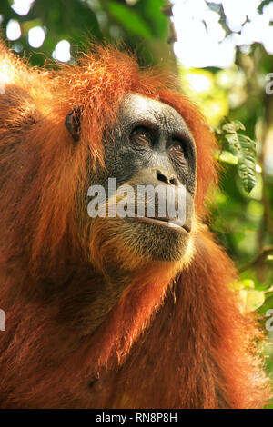 Portrait of a female Sumatran orangutan (Pongo abelii) in Gunung Leuser National Park, Sumatra, Indonesia. Sumatran orangutan is endemic to the north  Stock Photo