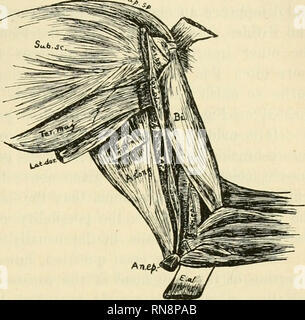 . Anatomischer Anzeiger. Anatomy, Comparative; Anatomy, Comparative. 359 chialis. No fibres were fouad to reinforce the M. coraco - olecranalis from the capsule of the shoulder joint, as described by Macalister and Le Double for this muscle in man. Near its origin, the M. coraco - olecranalis crosses the M. coraco - brachialis and its proximal belly lies upon the tendon common to the Mm. latissimus dorsi and teres major, the post- erior border of the M. biceps and the M.anconaeus pos- terior. The distal belly of the M. coraco - olecranalis lies upon the M. anconaeus internus, but near its lowe Stock Photo